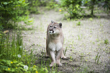 канадская пума