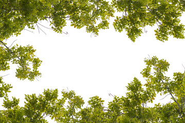 green leaf isolated on white