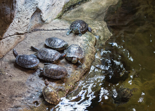 Маленькие речные морские черепахи