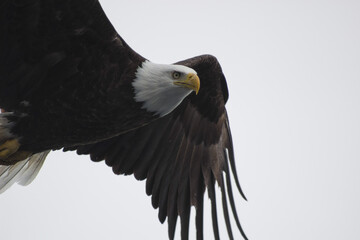 Flying Eagle