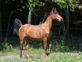Shagya Arabian Gelding