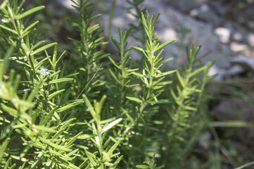 Rosemary (Rosemary officinalis)