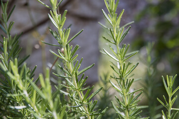 Rosemary (Rosemarinus officinalis)