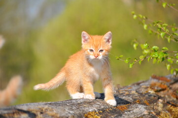 Red striped kitten