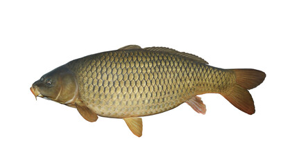Carp isolated on white. Fish trophy