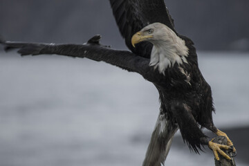 Bald Eagle Taking Off