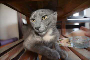 Grey cat portrait - close up, looking at, kitten, sweet, pet shop