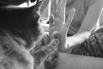 Cat and woman hand touching - paw, contact, sweet, love, animals, friendship
