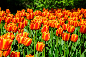 Spring garden with colorful tulips.