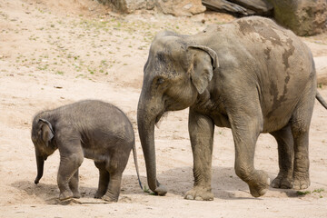 Naklejka premium Elephant mother with baby elephant in zoo
