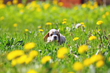 White and red American Cocker Spaniel puppy staying in a green grass with yellow dandelions