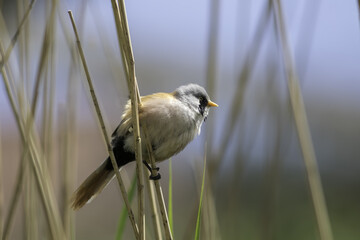 Young male bearded tit. Summer nature trail image of this beautiful bird perched on reeds. Iconic countryside wildlife.