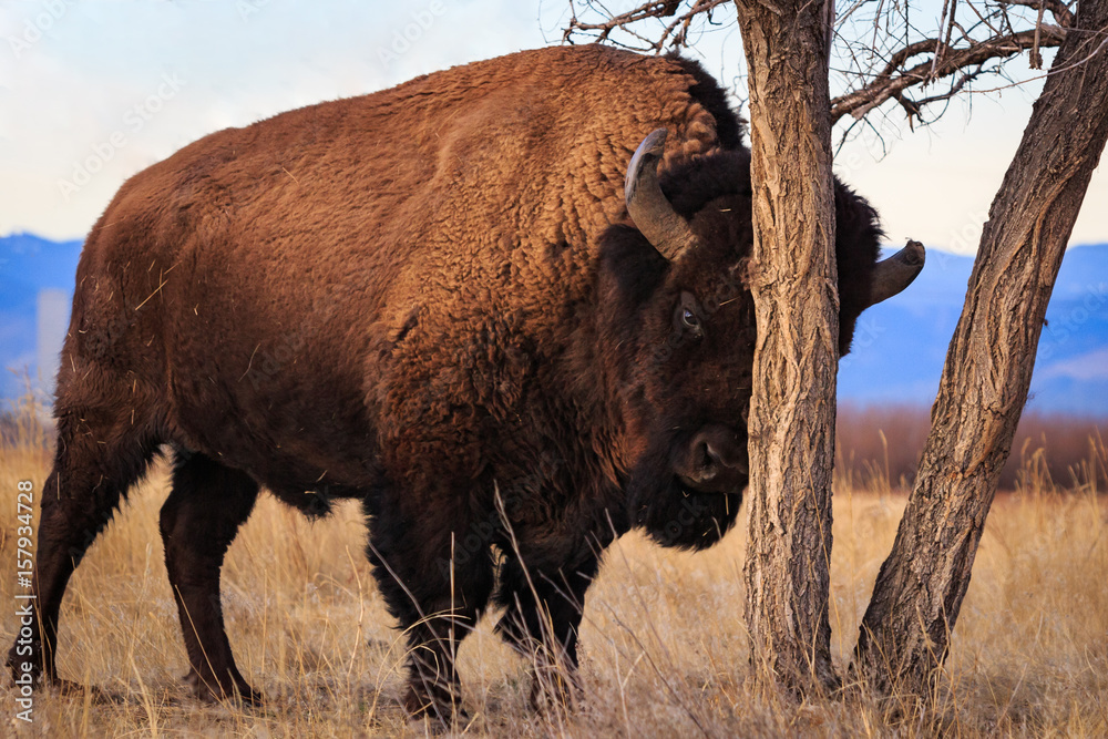 Canvas Prints bison scratching its forehead on a tree