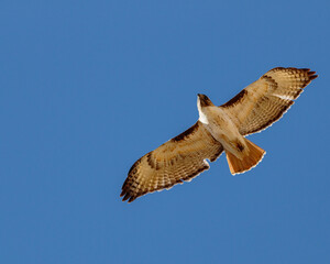 Red tailed hawk soaring against cloudless sky