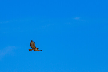 Red tailed hawk soaring against partly cloudy sky