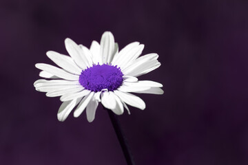 Surreal summer nature image of a purple daisy flower with copy space