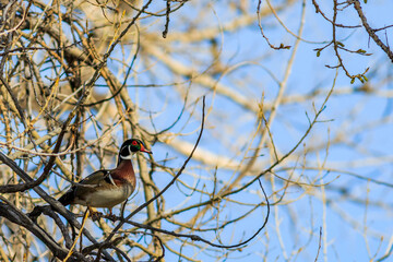 Wood duck perched in a tree warily on guard