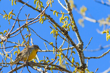 Eastern Meadowlark perched in a tree, blending in