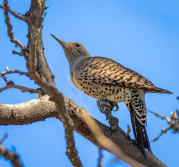 Northern Flicker striking a pose perched in a tree