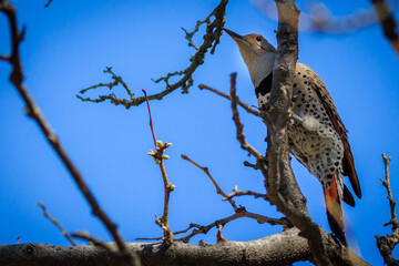 Northern Flicker grasping tree branch displaying spotted underbelly.