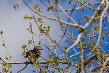 Female wood duck perched on a limb