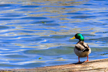 Mallard duck looking over its left shoulder