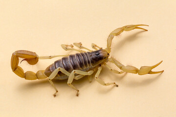 Giant Desert Hairy Scorpion