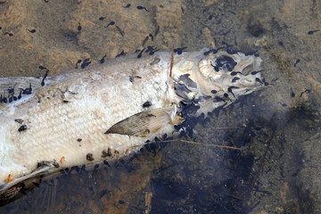 Ein toter Fisch mit Kaulquappen. Fischsterben durch schmuztiges Wasser