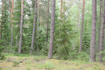 Las warmiński © Rafa