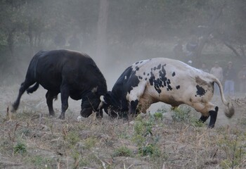 Two strong athletic bulls fighting in a dusty field 