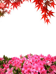 Pink rhododendron flower with copy space background