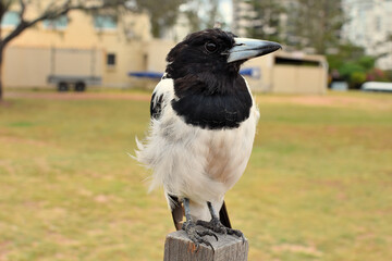 australie - sunshine coast - gros plan d'un oiseau sur un piquet..
