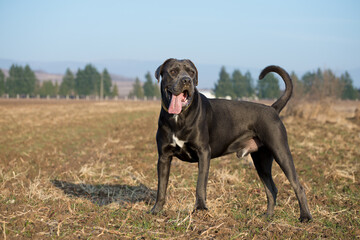 Cane corso in the field during dressage