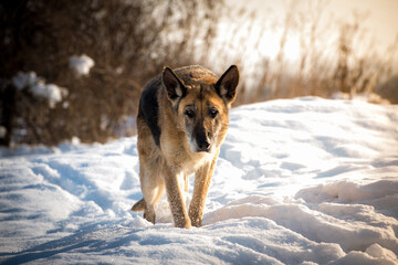 Old, weak German shepherd female
