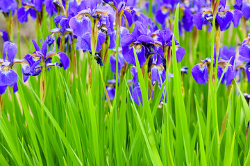 Fototapeta na wymiar Iris Spring Flowers