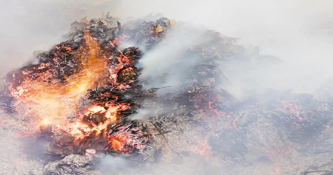 Timelapse video of a burning big pile of leaves and twigs coming back from the ashes in autumn in 4k 4096 pixels, 24fps