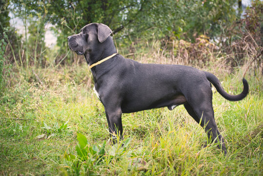 Cane corso posing for a photo