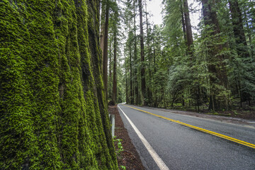 Fototapeta na wymiar The beautiful woods and nature of Oregon
