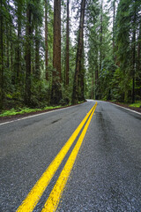 Fototapeta na wymiar Awesome street view in the Redwood National Park - red cedar trees