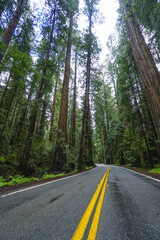 Awesome street view in the Redwood National Park - red cedar trees