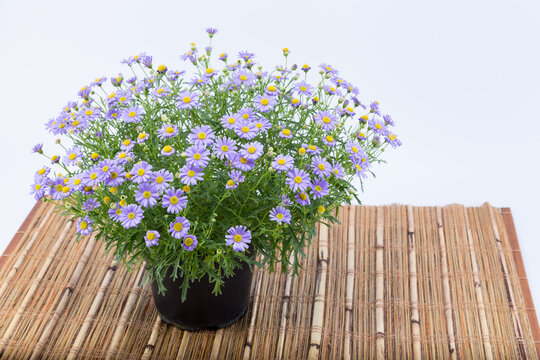 Brachyscome flowers with purple extensions and yellow center (Asteraceae) in a dark pot on a bamboo mat isolated on white background