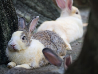 The Rabbit Crouching