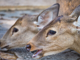 The Deer Standing Together