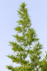 Bamboo leaves with sky.