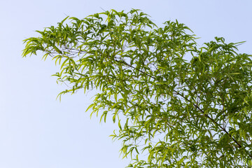 Bamboo leaves with sky.