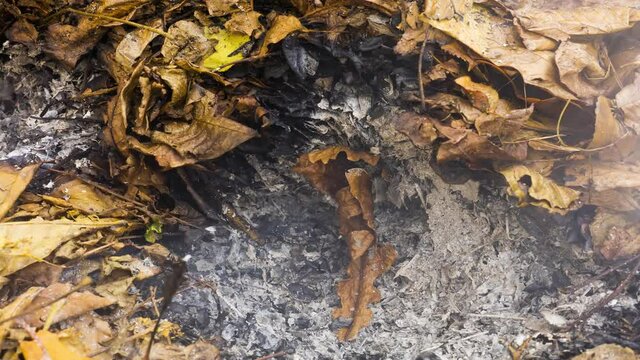 Timelapse video of a burning oak leaf in the ashes of a big pile of leaves and twigs in autumn in 4k 3840 pixels, 24fps