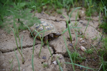 Turtle in steppe