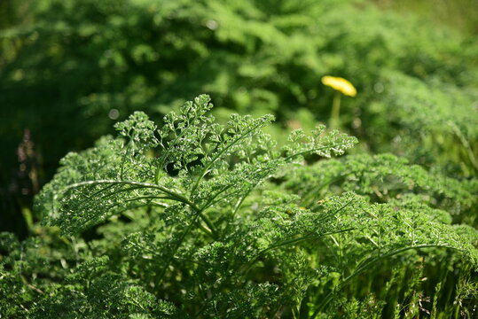 Spring steppen landscape in Kazakhstan
