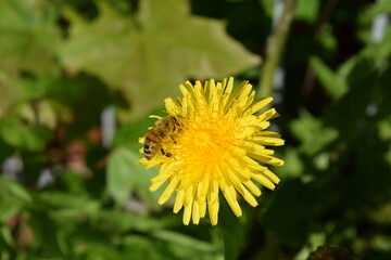 Bee on a dandelion