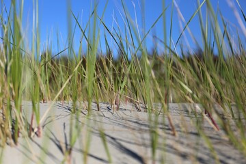 gras in the dunes